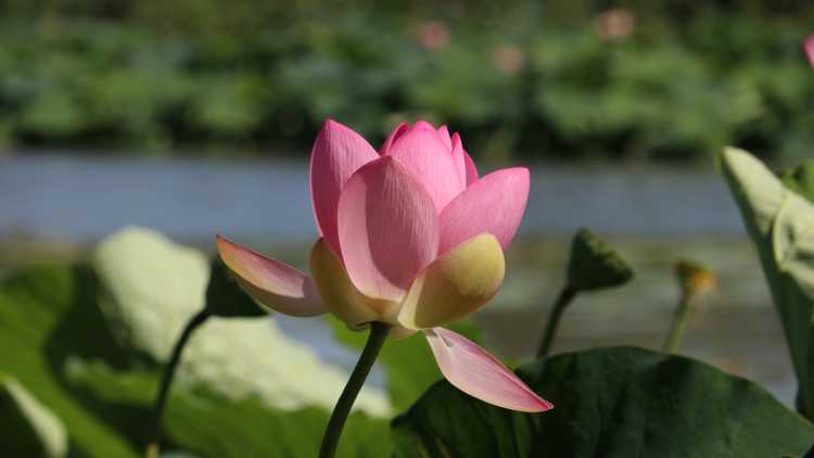 Fioritura fiori di loto Mantova