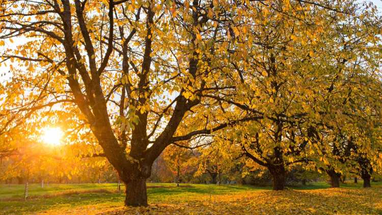 En automne cette forêt se couvre de jaune, la couleur des feuilles des cerisiers.