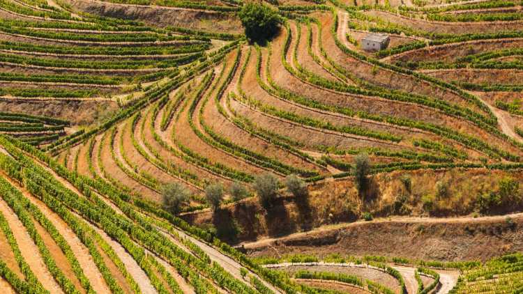 La vallée du Douro sont une forme de plantation très caractéristique du Portugal.