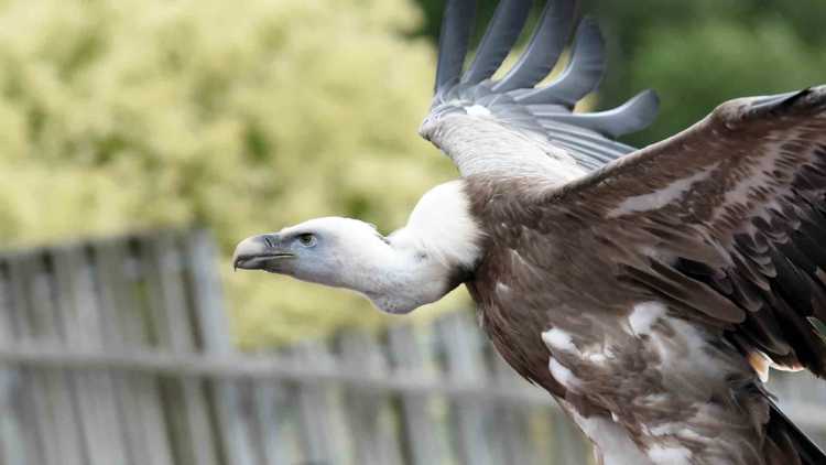 Le Bal des Oiseaux Fantômes