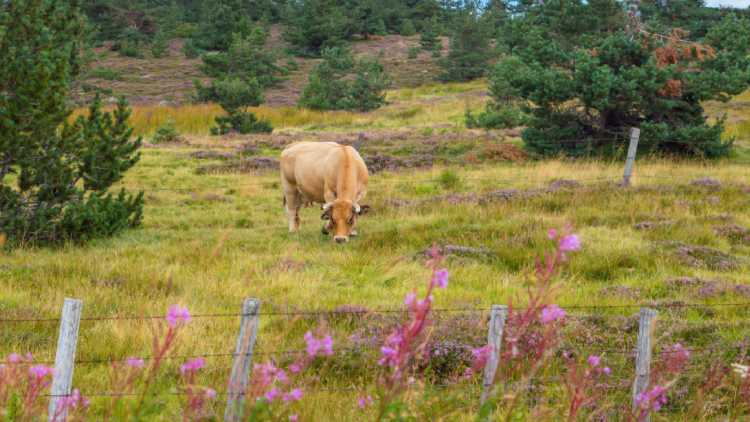 Dans cette arche, vous pouvez voir les animaux paître de très près