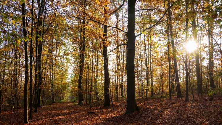 La forêt aux trois étangs à Meudon