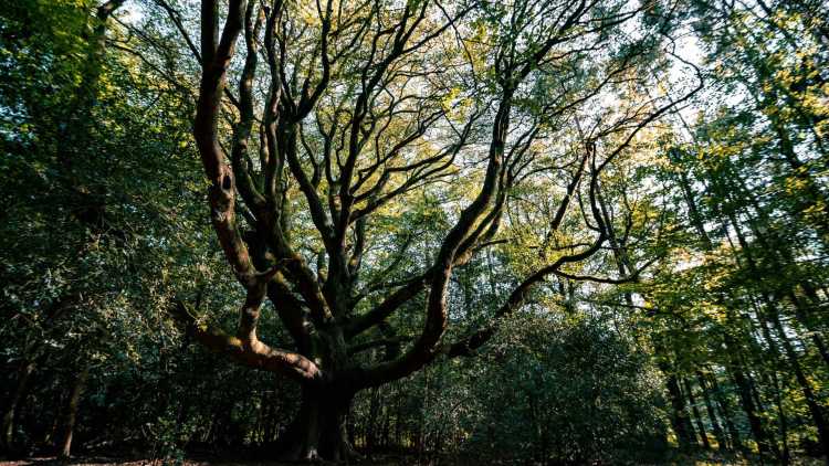 La forêt de Brocéliande