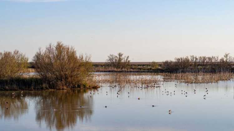 parque de doñana