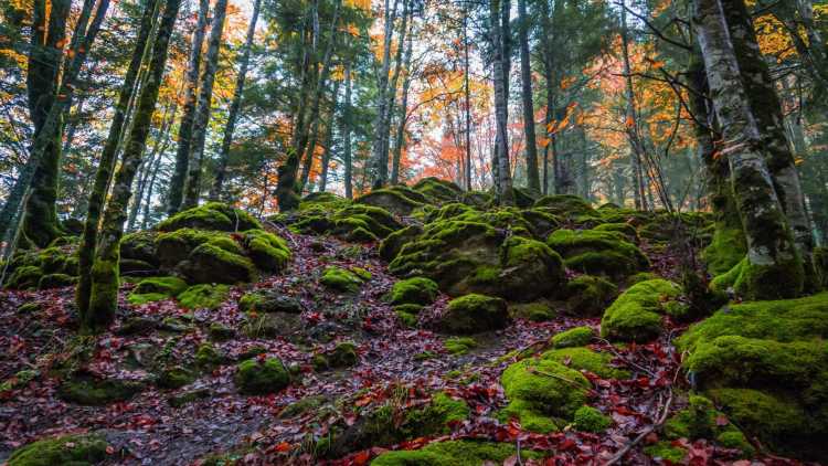  Excursiones por Navarra - Selva de Irati