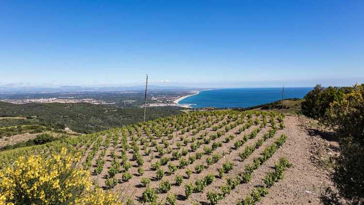 Viña Collioure, Banyuls-sur-Mer