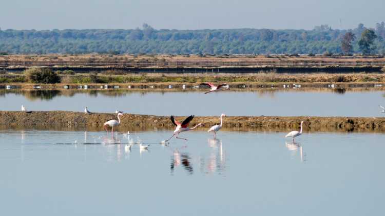 Muelle de las Carabelas de Cristóbal Colón descubridor de América