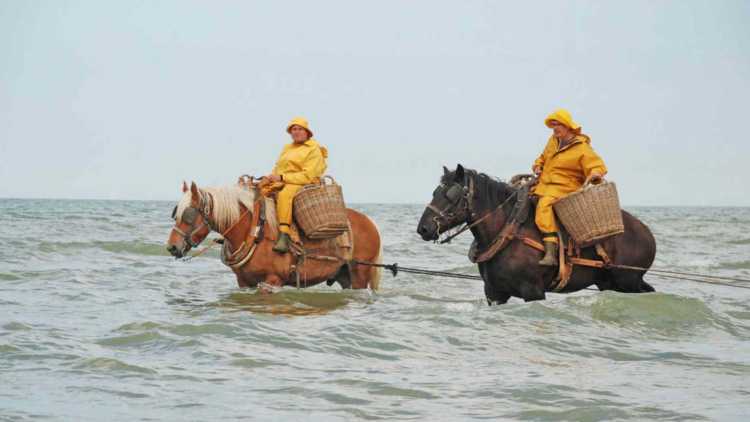  Oostduinkerke et ses pêcheurs de crevettes