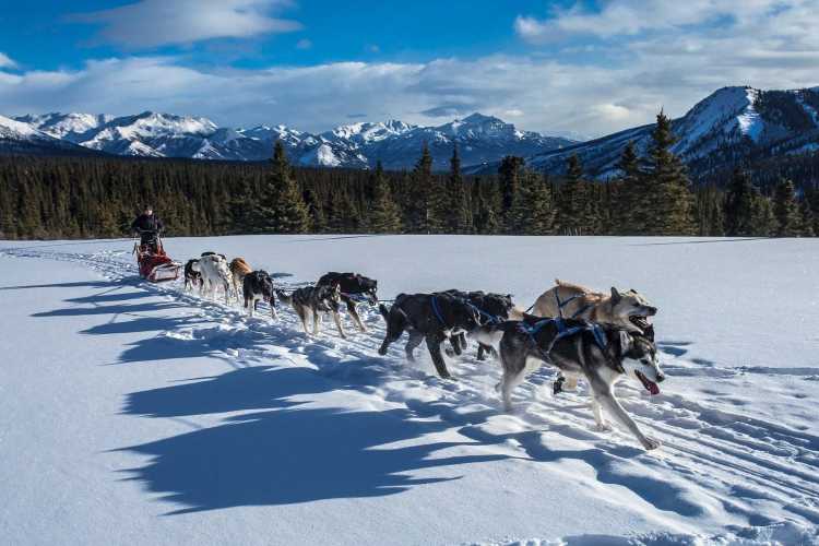 Balade en chiens de traîneau dans le Vercors