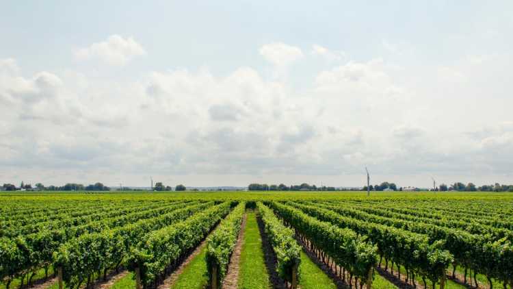 Les vignobles du Château Bon Baron