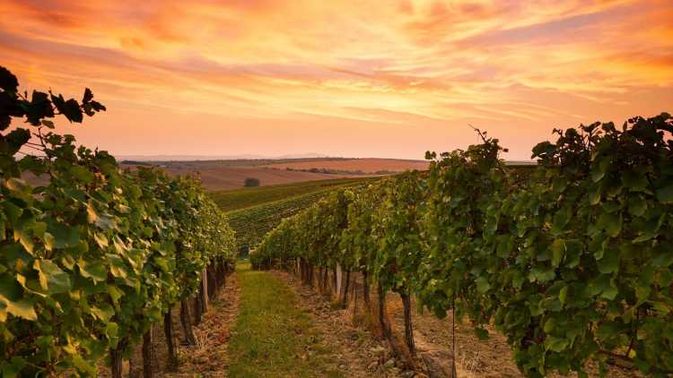 Vignes du chateau de Genoels-Elderen  