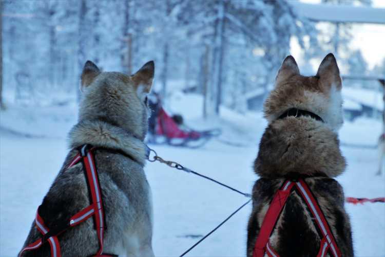 Balade en chiens de traîneau dan les Pyrénées