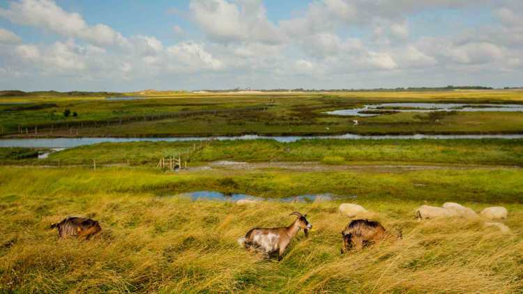 Parc Naturel Belgique : Le Zwin