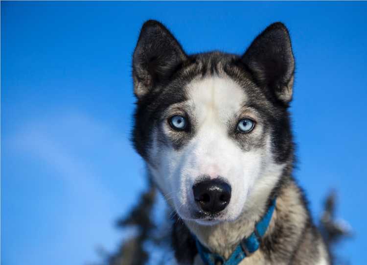 Balade en chiens de traîneau à Chamonix