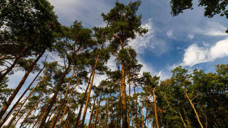 Parc Naturel Belgique : Le Parc national de la Haute Campine