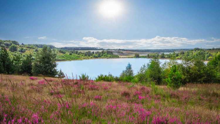 Parc Naturel Belgique : Le Parc national de la Haute Campine