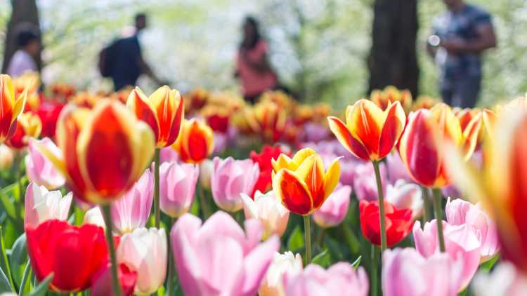 Un florilège de tulipes de toutes les couleurs à Keukenhof