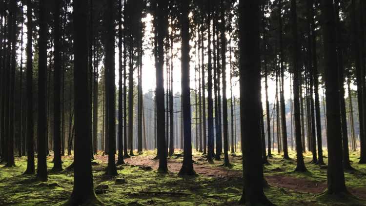 Fôrets en Ardennes