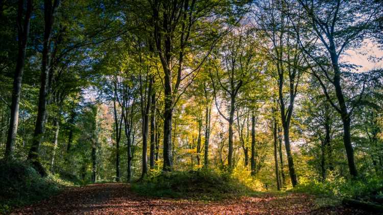 Fôret en automne