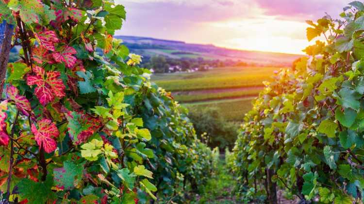 champagnestreek, champagne ardenne, reizen naar frankrijk