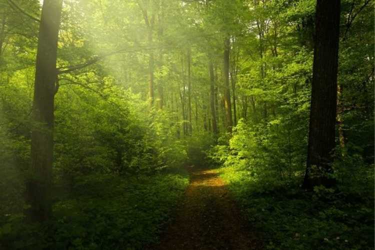 nationaal park hoge kempen, parken, natuurgebied, natuurpark