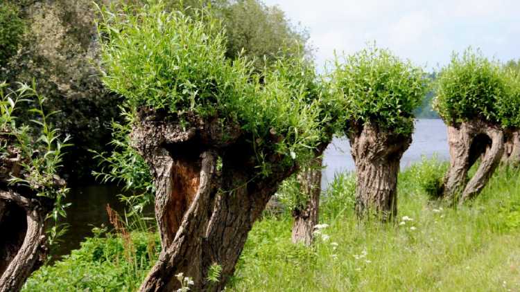 In Amsterdam is het de moeite waard om de bossen te bezoeken zoals: Amsterdamse bos.